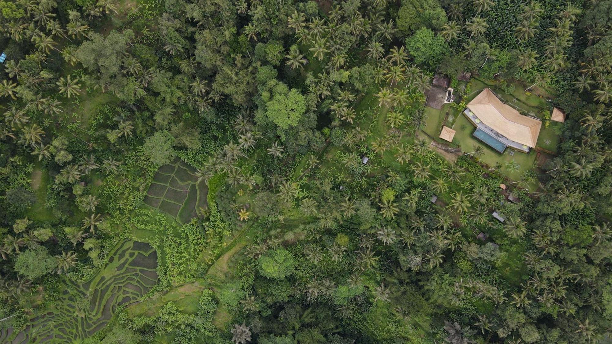 Villa Themma Jungle - Sumptuous 3Br Luxury Villa With Majestic Jungle View North Of Ubud Dış mekan fotoğraf